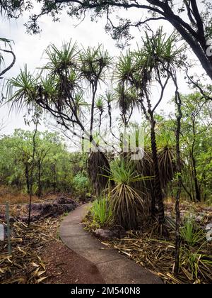 Gut gepflasterte Strecke nach Buley Rockhole vorbei an Pandanus spiralis (Schraubkiefer) Florence Falls, Litchfield National Park, Northern Territory, Australien Stockfoto