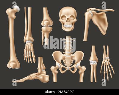 Realistische menschliche Knochen. Isolierte anatomische 3D-Körperteile, Skelettelemente, Frontansicht des Schädels, Füße, Hände und Becken, Verschiedene Gelenke, lehrreich Stock Vektor