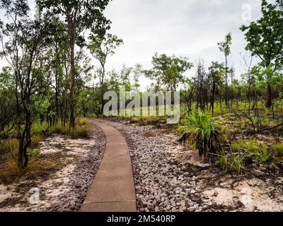 Gut gepflasterte, gut zugängliche Pfade zu Buley Rockhole passieren Fanpalmen ( Livistona humilis), Florence Falls, Litchfield National Park, Northern Territory, Stockfoto