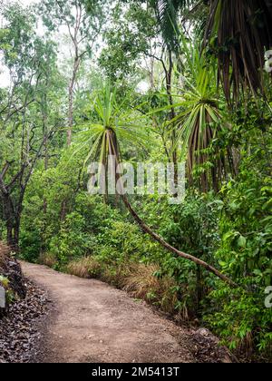 Pandanus spiralis (Schraubkiefer) entlang der Strecke entlang Florence Creek zum Campingplatz 4WD, Florence Falls, Litchfield National Park, NT Stockfoto