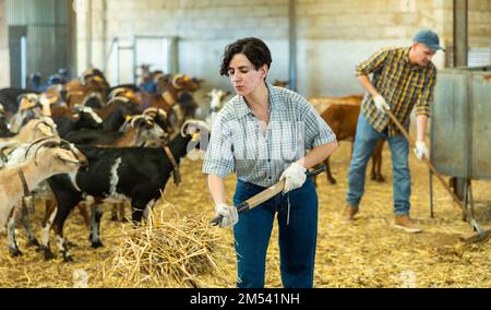 Junge lateinamerikanische Landwirtin, die Ziegenstall putzt Stockfoto