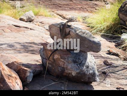 Sand Goanna (Varanus gouldii) auf einem Felsen in Stone Country, Nitmiluk National Park, Northern Territory, Australien Stockfoto