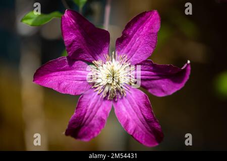 Ein Makro eines zarten, lila, asiatischen Junggesellen, Clematis Florida, von oben eingefangen Stockfoto