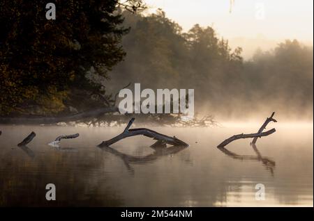 Mystische Szene mit Zweigen alter Bäume und Reflexion im ruhigen Wasser, Morgenlicht, Hintergrundbeleuchtung, Nebel über Wasser, verschwommene Baumkronen im Hintergrund Stockfoto