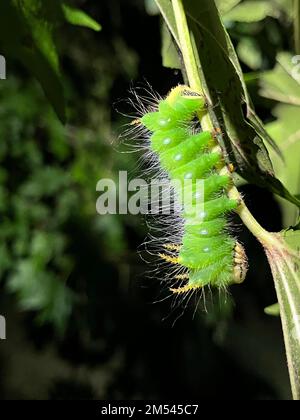 Die grüne kaiserliche Mottenraupe (Eacles imperialis) Stockfoto