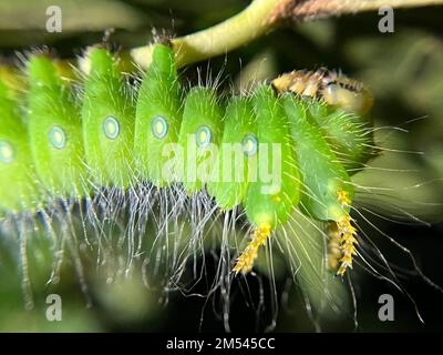 Die grüne kaiserliche Mottenraupe (Eacles imperialis) Stockfoto