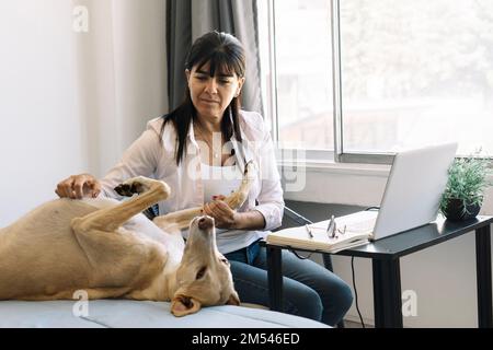 Junge moderne Frau, die mit einem Notebook und einem Laptop sitzt und ihren Hund neben ihr streichelt. Arbeiten Sie von zu Hause aus Stockfoto