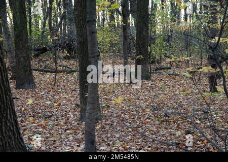 Ein schwarzer Turm wandert auf heruntergefallenen Blättern in einem Herbstwald Stockfoto