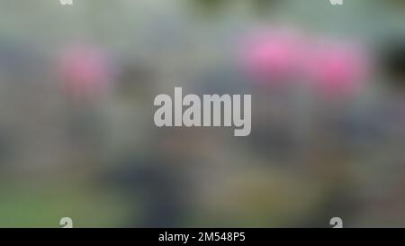 Verschwommen schöne rosa Lotusblume mit grünen Blättern Stockfoto