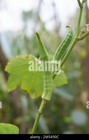 Nahaufnahme der Okra- oder Okro-Pflanze mit Früchten, abelmoschus esculentus, auch bekannt als Lady's Fingers oder Ochro, Gemüsepflanze im Garten Stockfoto