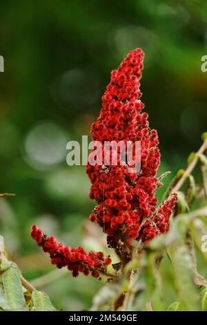 Spreewald im Herbst, Staghorn Sumac (Rhus typhina), Oktober, Brandenburg, Deutschland Stockfoto