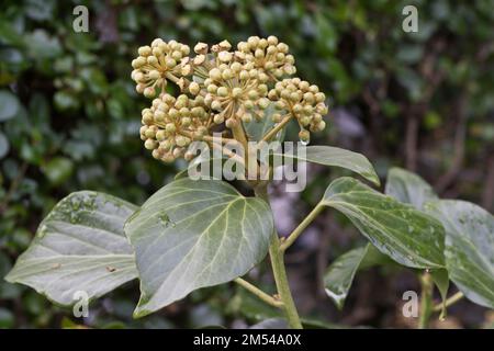 Blühender Efeu (Hedera helix), Provinz Zeeland, Niederlande Stockfoto