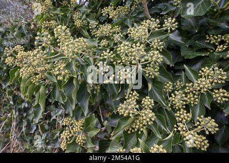 Blühender Efeu (Hedera helix), Provinz Zeeland, Niederlande Stockfoto