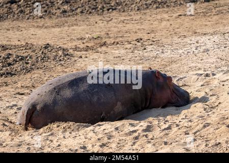 Flusspferd (Hippopotamus amphibius), Erwachsener, im Sandbad, Rotschnabeloxpecker (Buphagus erythrorhynchus), Süd-Luangwa, Sambia Stockfoto