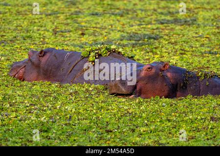 Flusspferde (Hippopotamus amphibius), ausgewachsen, Schwimmen im Wasserkohl (Pistia stratiotes), Süd-Luangwa, Sambia Stockfoto