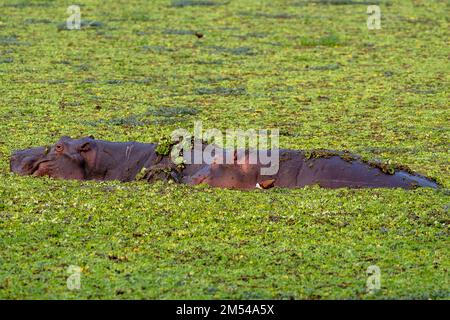 Flusspferde (Hippopotamus amphibius), ausgewachsen, Schwimmen im Wasserkohl (Pistia stratiotes), Süd-Luangwa, Sambia Stockfoto