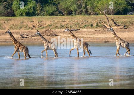 Rhodesische Giraffe (Giraffa camelopardalis thornicrofti), 4 Tiere, die im Fluss waten, Süd-Luangwa, Sambia Stockfoto
