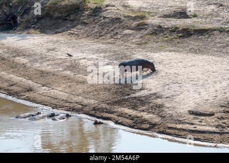 Flusspferde (Hippopotamus amphibius), Herde im und um den Fluss, Nilkrokodil (crocodylus niloticus), Süd-Luangwa, Sambia Stockfoto