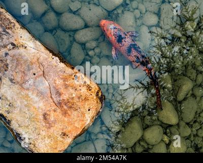 Ein roter und schwarzer Koi-Fisch in einem Teich mit Pfeffer am Boden. Von oben gesehen und an einem bedeckten Frühlingstag aufgenommen. Stockfoto