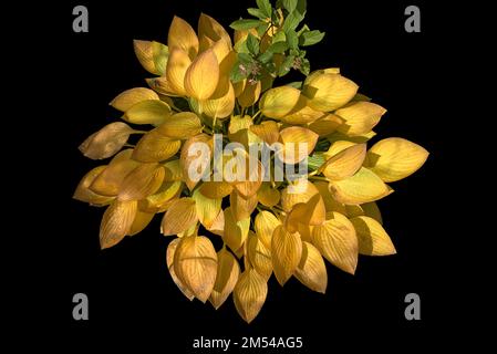Hosta (Hosta) mit herbstgelben Blättern auf schwarzem Hintergrund, Bayern, Deutschland Stockfoto