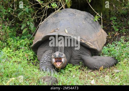 Galapagos-Riesenschildkröte auf Santa Cruz, Galapagos, Ecuador Stockfoto