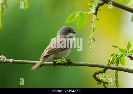 Der kleine Whitethroat steht auf dem Ast und sieht nach rechts Stockfoto