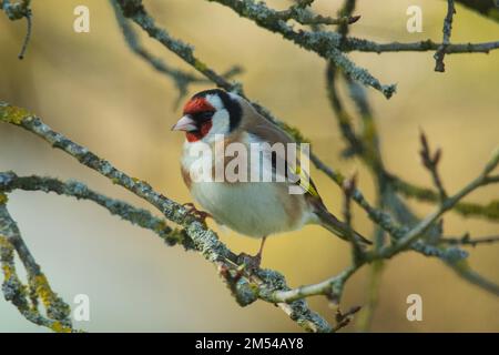 Goldfinch steht auf dem Ast und sieht nach links Stockfoto