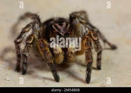 Springspinne Aelurillus V-insignitus auf Steinplatte, von vorne schräg rechts gesehen Stockfoto