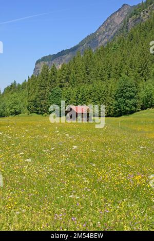 Blick über eine blühende Bergwiese mit Waldpflanzen und Wildblumen, Butterblumen (Ranunculus), Rotklee (Trifolium pratense), Wiesenbistort Stockfoto