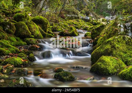 Mossy Rocks am Gljun Torrent, nahe Wasserall Slap Virje, Soca Valley, Bovec, Triglav National Park, Slowenien Stockfoto