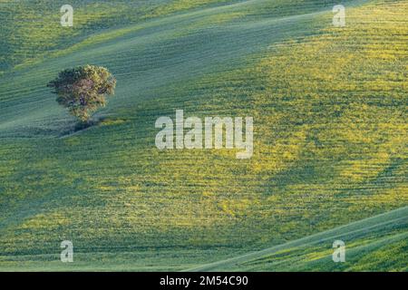 Maulbeere (Morus) auf einem Feld mit blühendem gelben Färberbesen (Genista Tinctoria), Toskana, Italien Stockfoto