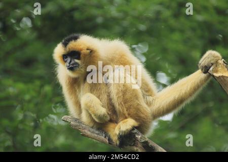 Nördlicher Weißbacken-Gibbon (Hylobate leucogenys), Erwachsener, weiblich, Weißbacken-Gibbon, Gibbons (Hylobatidae), Affen, Trockennasenaffen, Affe Stockfoto