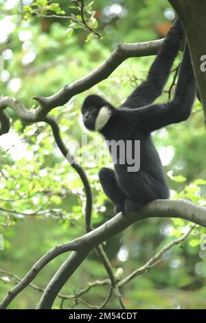 Nördlicher Weißbacken-Gibbon (Hylobate leucogenys), ausgewachsen, männlich, Weißbacken-Gibbon, Gibbons (Hylobatidae), Affen, Trockennasenaffen, Affe Stockfoto