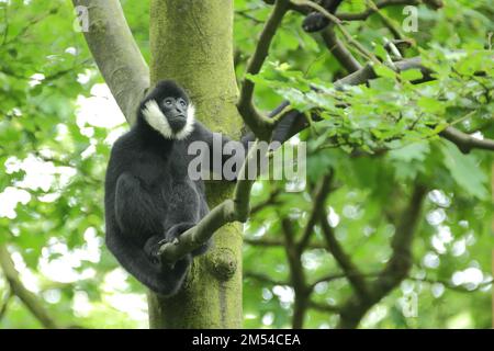 Nördlicher Weißbacken-Gibbon (Hylobate leucogenys), ausgewachsen, männlich, Weißbacken-Gibbon, Gibbons (Hylobatidae), Affen, Trockennasenaffen, Affe Stockfoto