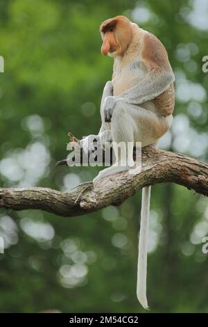 Proboscis-Affe (Nasalis larvatus), Erwachsener, männlich, in Gefangenschaft Stockfoto