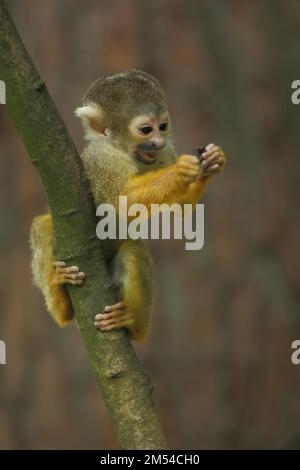 Eichhörnchenaffen (Saimiri sciureus), jung, spielen, essen, klettern, Unverlierbar Stockfoto