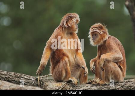 Javan lutung (Trachypithecus auratus), Erwachsener, zwei, gefangen Stockfoto