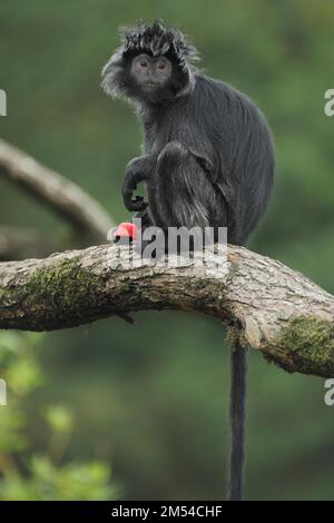 Javan lutung (Trachypithecus auratus), Erwachsene, Nahrung, Fütterung, Gefangenschaft Stockfoto