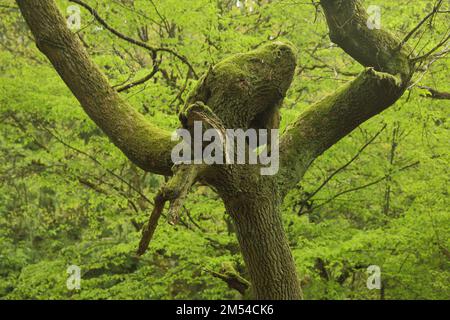 Sesseleiche (Quercus petraea), alt, knorpelig, bizarr, malerisch, Eichenstamm, Baumstamm, Moos, grün, monochrom, Niedernhausen, Taunus, Hessen Stockfoto