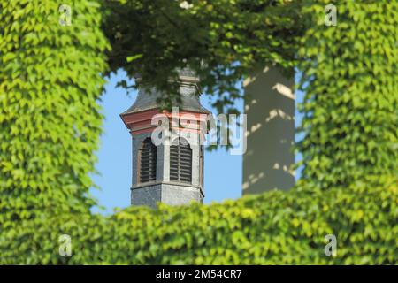 Blick durch die überwucherte Mauer mit Weinreben und den Kirchturm von St. Peter und Paul, Efeu, grün, durch, Fenster, Wir schauen durch, der Platz von Montrichard Stockfoto