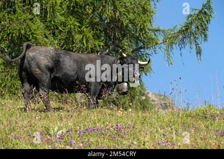 Eringerkuh im Sommer auf der Alp Odonne bei Ovronnaz, Wallis, Schweiz, schwarze Herenkuh, eine Rinderrasse, benannt nach dem Val dHerens Stockfoto