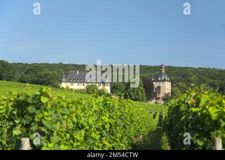 Vollrads Schloss und Weingut in den Weinbergen, Weinanbaugebiet, Frühling, Landschaft, Winkel, Oestrich-Winkel, Rheingau, Taunus, Hessen, Deutschland Stockfoto