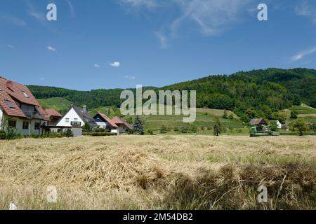 Weinberge und Wiesen am Fuße des Schwarzwalds in Deutschland Stockfoto