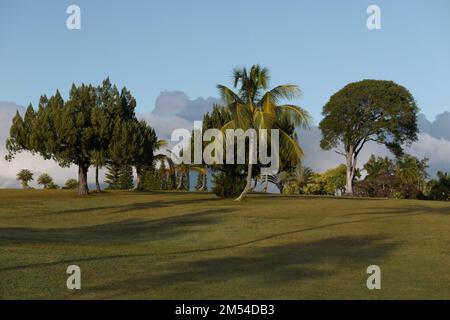 Palmen in der Abendsonne auf einer tropischen Insel Stockfoto