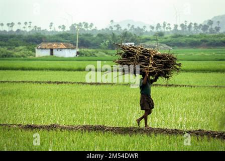 Ein Mann mit Feuerholz auf einem schmalen Reisfeld, kerala, Südindien, Indien, Asien Stockfoto