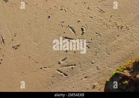 Vogelabdrücke im Sand am Strand. Stockfoto