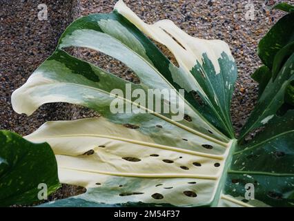 Nahaufnahme eines blattförmigen Monstera Thai Constellation, einer seltenen tropischen Pflanze Stockfoto