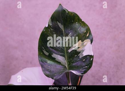 Wunderschönes weißes und dunkelgrünes Blatt des Philodendron White Wizard, einer seltenen und beliebten Hauspflanze Stockfoto