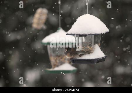 Dunkeläugiger Junco (Junco hyemalis) - an einem hängenden Vogelfutter im Schnee. Stockfoto