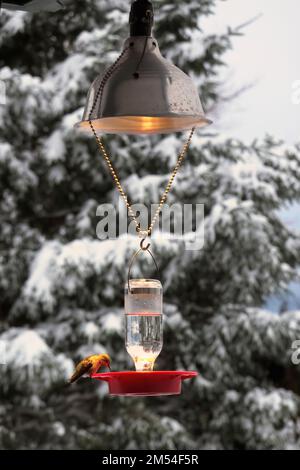 Kolibri-Futtergerät mit Licht darüber, um zu verhindern, dass die Flüssigkeit während des kalten Winters gefriert. Stockfoto
